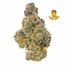 GORILLA RUNTZ