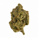 GORILLA EXPRESS