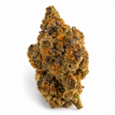 ORANGE SAPPHIRE MAVEN GENETICS