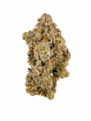 PURPLE DINOSAUR