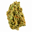 PANAMA RED HAZE