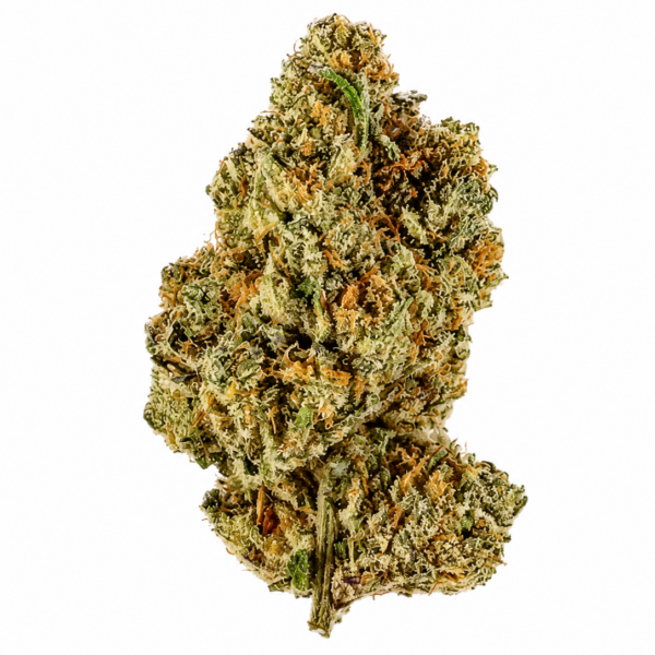 Maven Genetics Fantasma