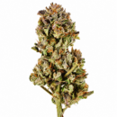 PLATINUM SUPER HAZE