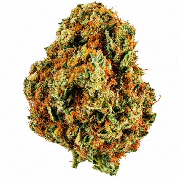 KNICKERBOCKER HAZE