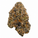 COACHELLA KUSH