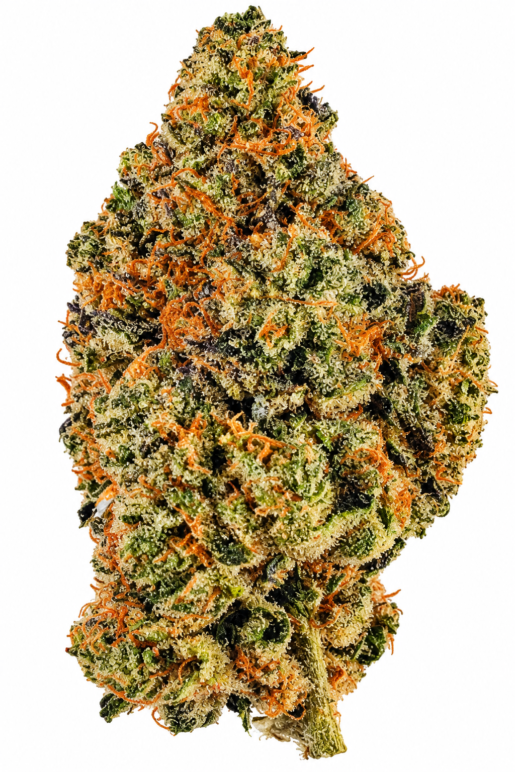 PLATINUM JACK HERRER