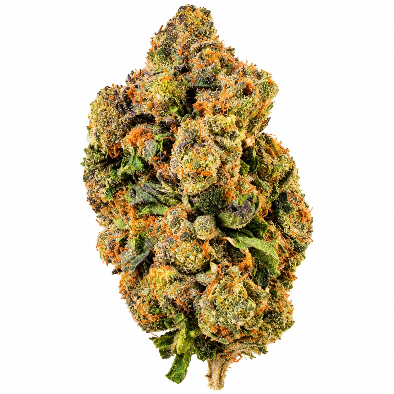 LOBSTER OG