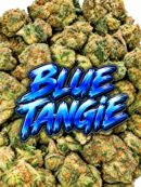 BLUE TANGIE