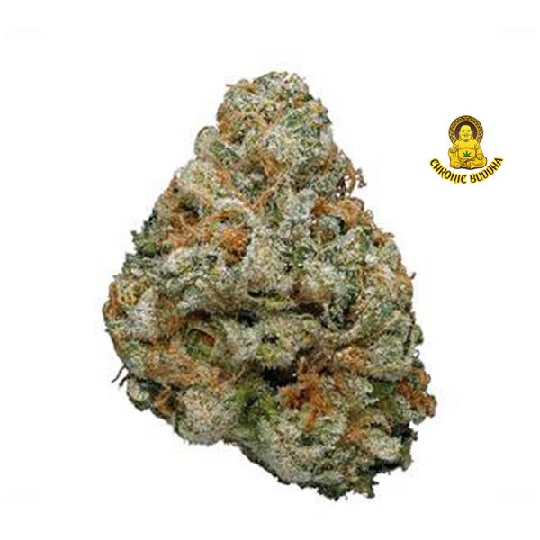 PAKISTANI CRITICAL KUSH