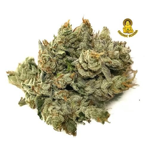 PRISM MAVEN GENETICS