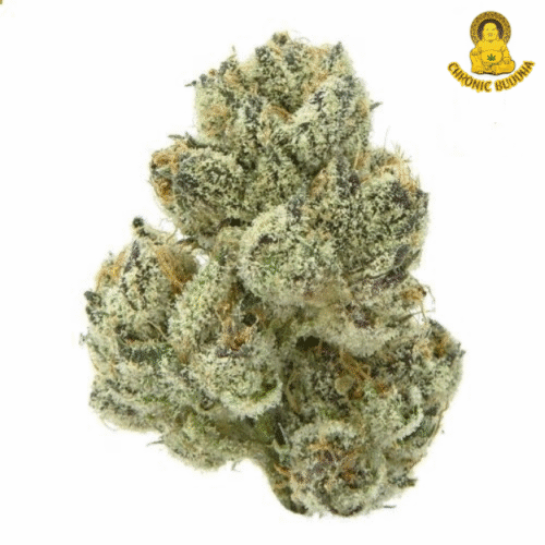 GORILLA DIESEL