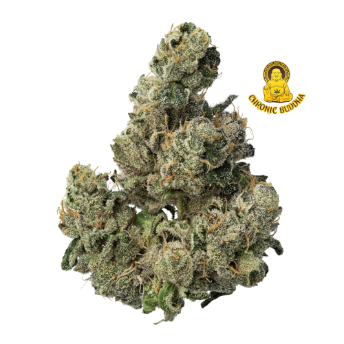 GRATEFUL DEAD OCSD