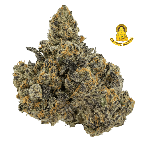 Maven Genetics Unami Butter