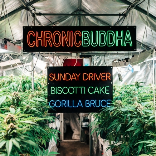 $175 High End WEED SALE